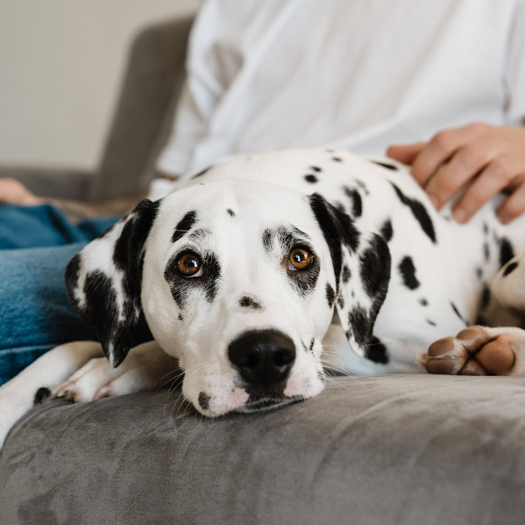 Nostokuva koiran kodinvaihto, dalmatialainen lepäilee sohvalla