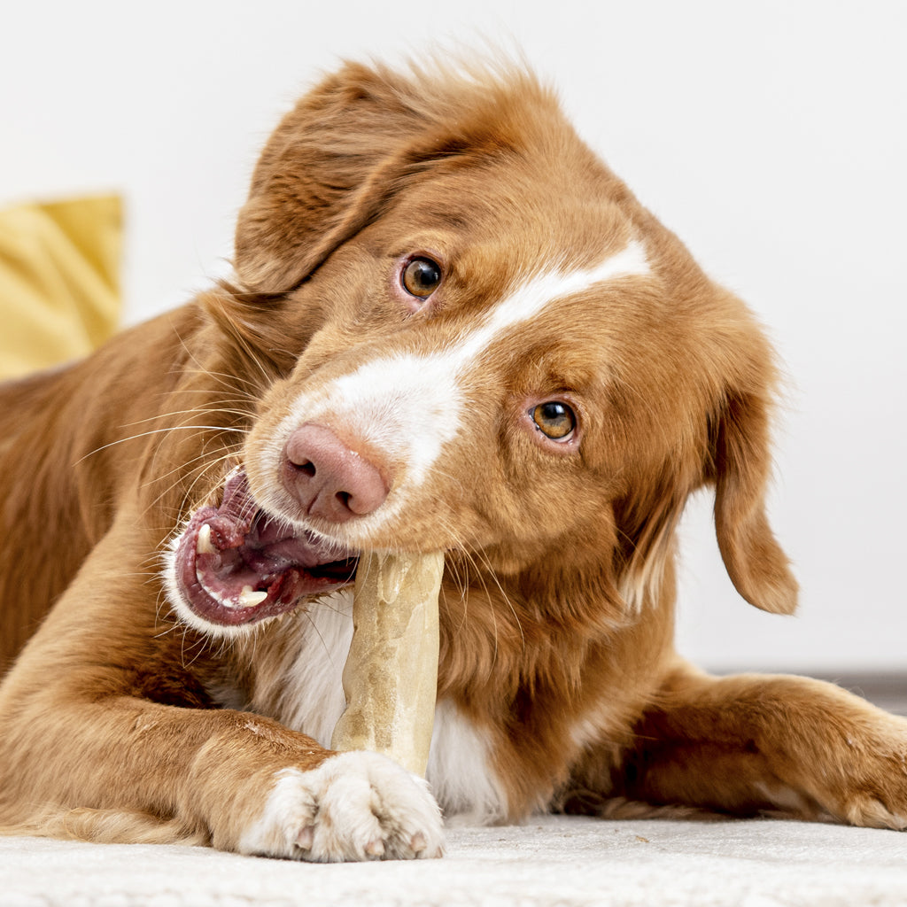 Kolme syytä antaa puruluu koiralle