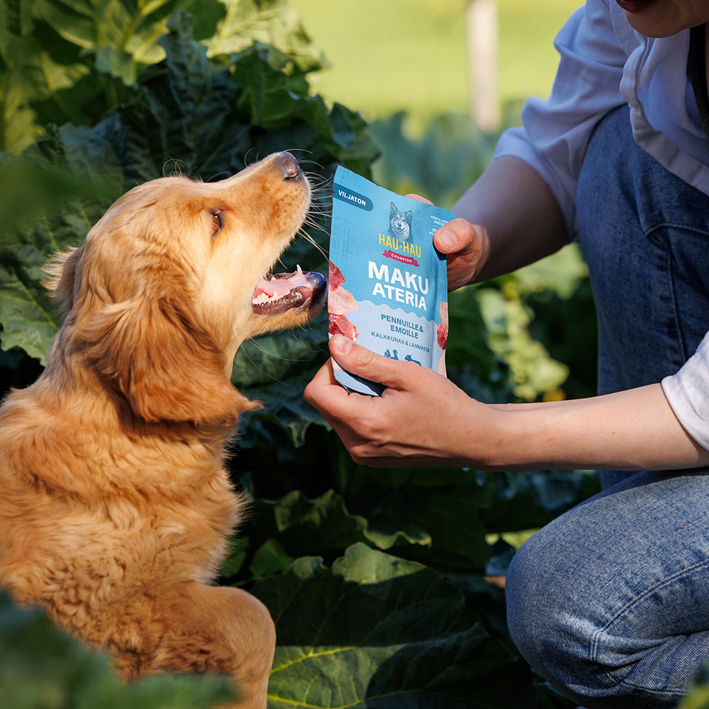 Kuvassa koiranpentu ja Hau-Haun makuateria puutarhassa