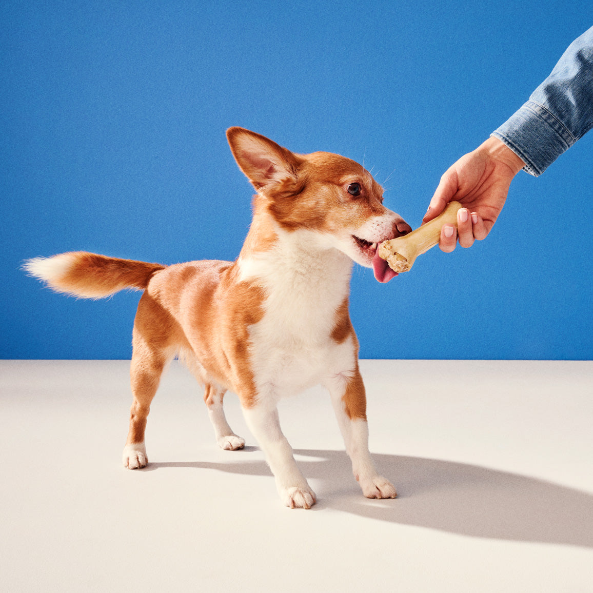 Hau-Hau Champion Purtavat Täyteluu kana koiran puruluu kuvituskuva