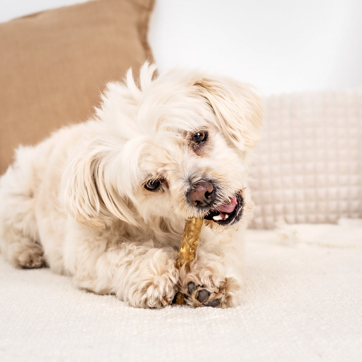 Purtavat Rouhepatukka Ankka 17 cm koiran rouheluu