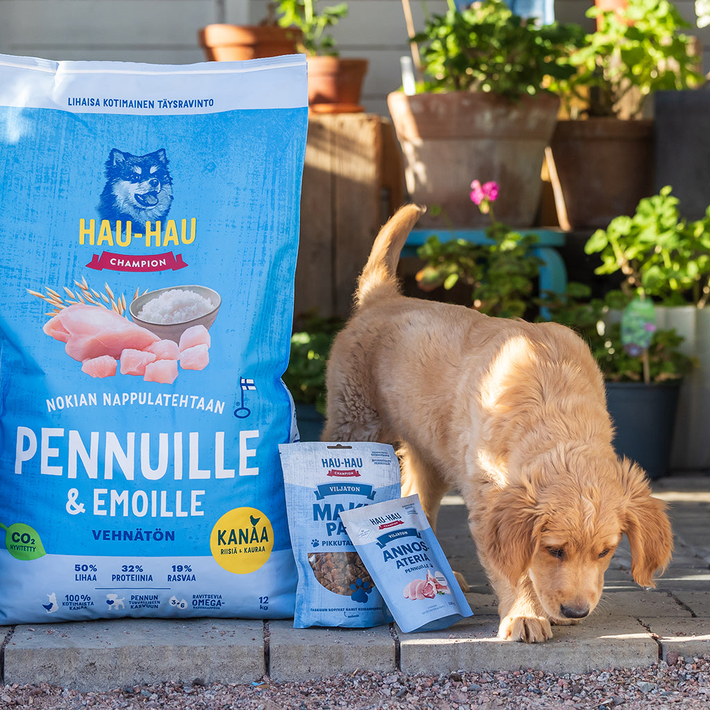 Kuvituskuva, jossa kultaisennoutajan pentu tutkii Hau-Haun pentutuotteita terassilla.