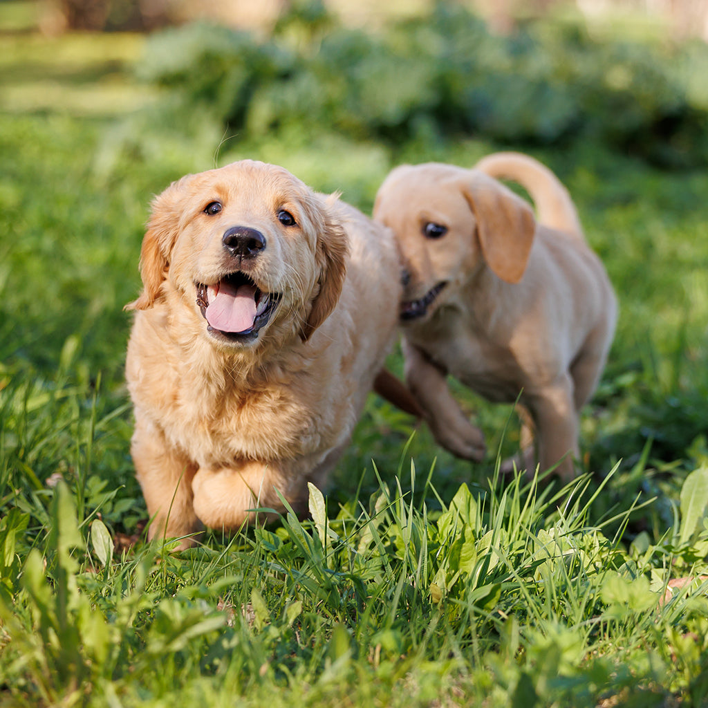 Hau-Haun kasvattajat -nostokuva, kuvassa 2 pientä pentua kirmaa nurmikolla
