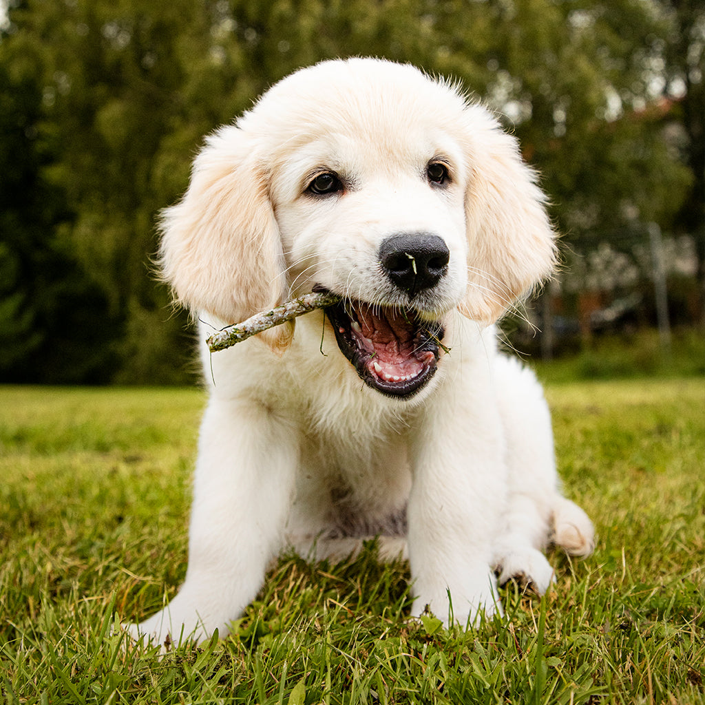 Pikkuhampaille sopivien puruluiden nostokuva, kuvassa kultaisen noutajan pentu pureskelee tikkua