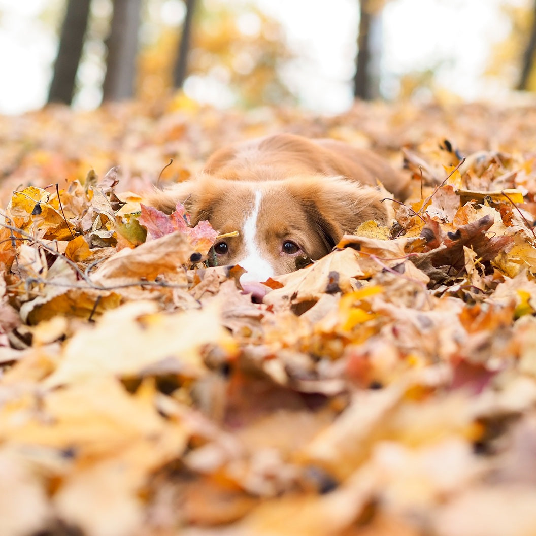Kuvituskuva, jossa novascotiannoutaja makaa lehtikasassa.