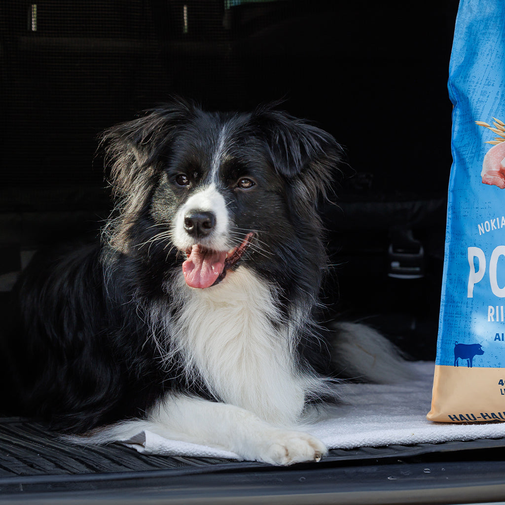 Nostokuva koiran kanssa matkustaminen, bordercollie auton takakontissa