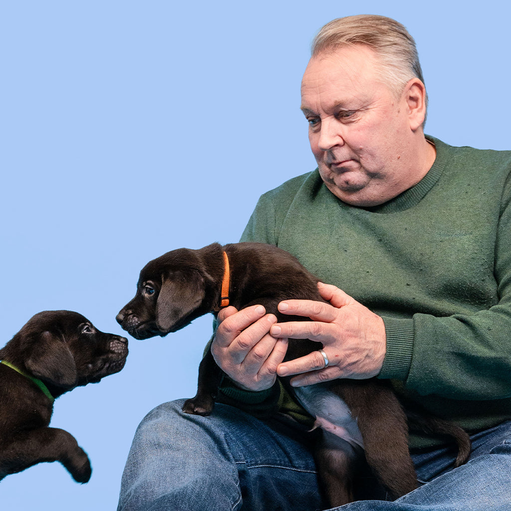 Nostokuva artikkeliin Koiranpennun koulutus, kuvassa Tommy Wirén labbispentujen kanssa