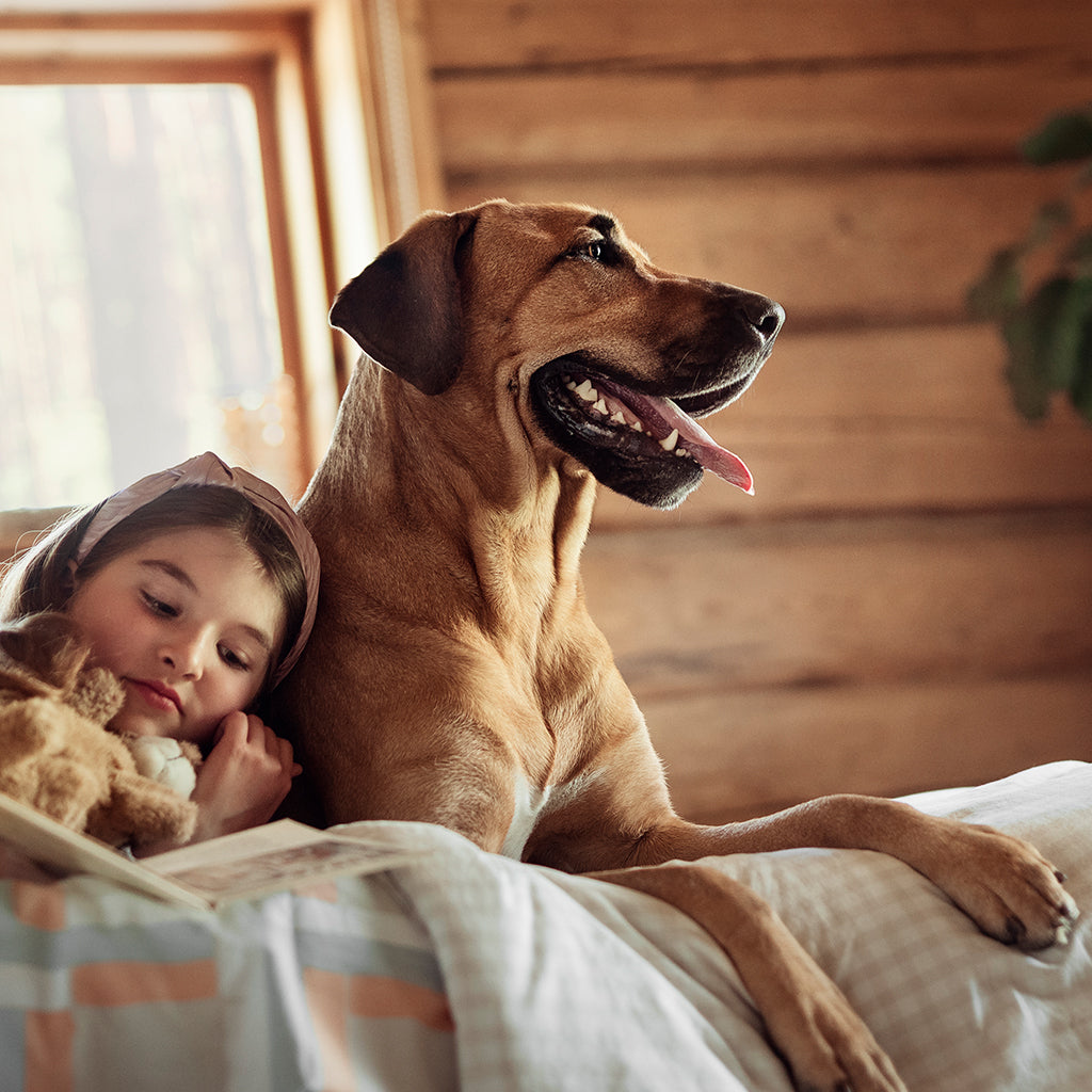 Hau-Haun Maailma -sivun pääkuva, tyttö ja Broholmerin koira makoilevat sängyllä