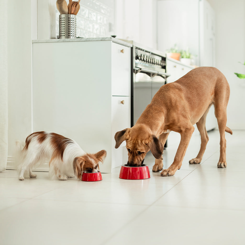 Koiran ruokintakategorian nostokuva, kuvassa 2 erikokoista koiraa syö keittiössä Hau-Haun nappulaa