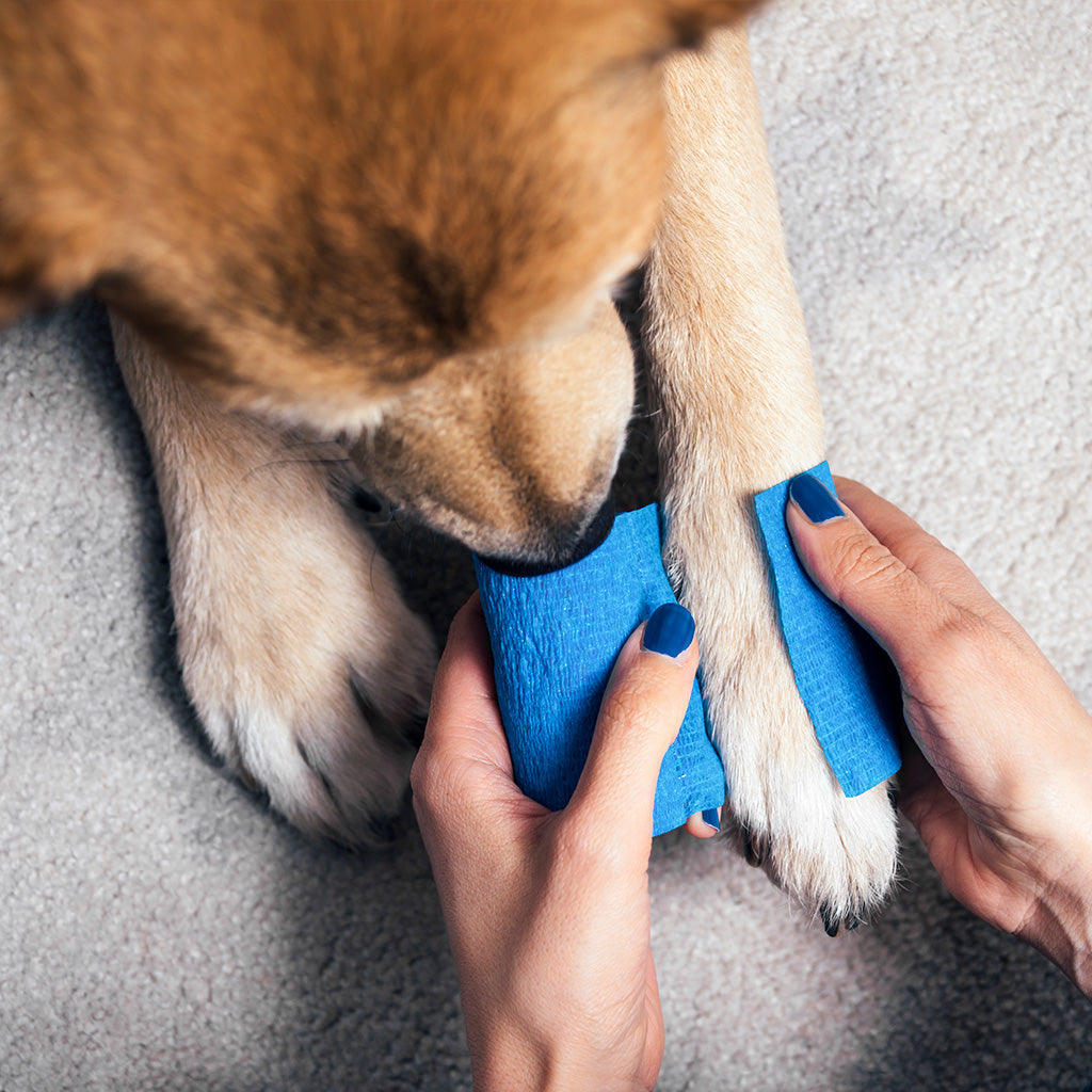 Hau-Haun hoitovinkit kategorian nostokuva, kuvassa koiran tassuun laitetaan sidettä