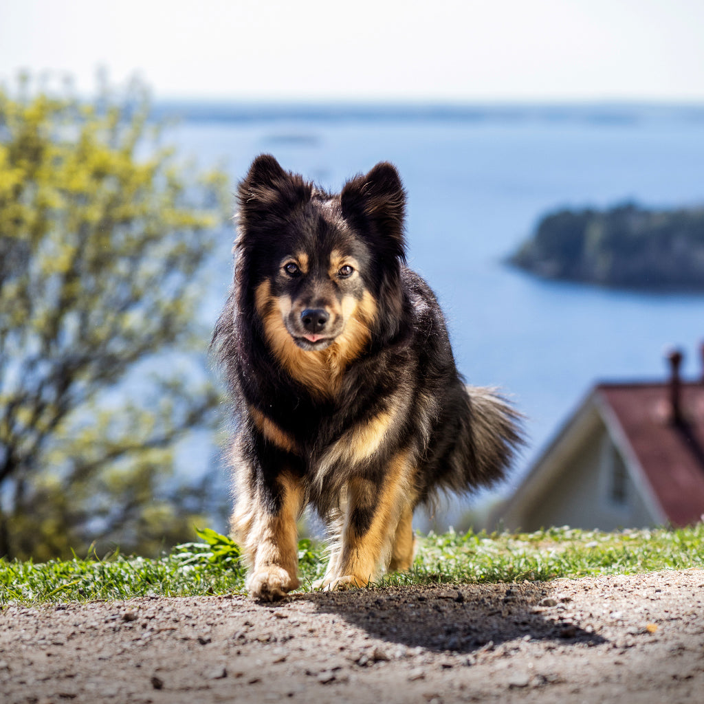 Kuvassa lapinkoira Pispalan järvimaisemissa