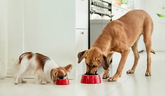 Hau-Hau Champion koiran ruokavalion vaihtaminen